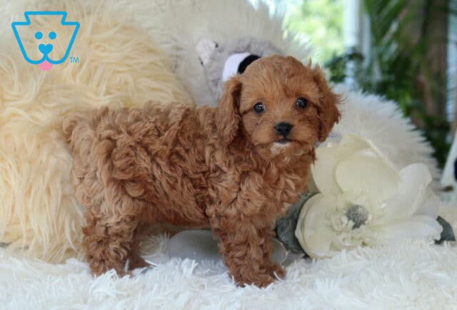 Curly-coated red Cavapoo puppy standing on a plush white rug beside a large white flower, showcasing a fluffy coat, bright eyes, and an adorable teddy bear look. image