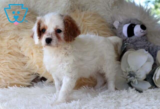 White and apricot Cavapoo puppy standing on a fluffy white blanket beside decorative white flowers, featuring a soft curly coat, floppy ears, and a sweet, gentle expression. image