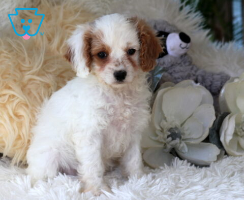 Adorable white and apricot Cavapoo puppy sitting on a plush white blanket beside decorative white flowers, showing a soft curly coat, expressive eyes, and a sweet, attentive face.