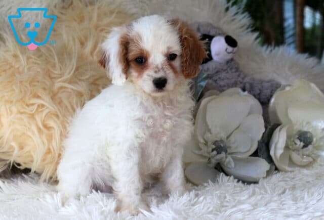 Adorable white and apricot Cavapoo puppy sitting on a plush white blanket beside decorative white flowers, showing a soft curly coat, expressive eyes, and a sweet, attentive face. image