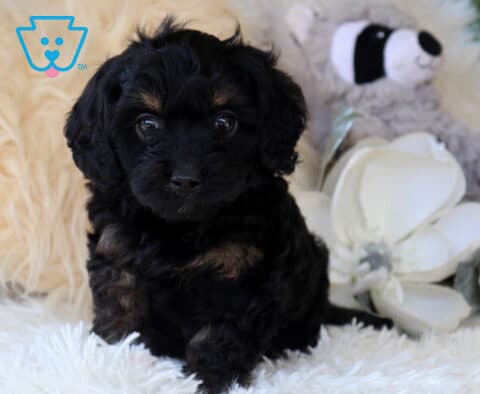 Black and tan Cavapoo puppy with a soft wavy coat sitting on a fluffy white rug, framed by elegant white flowers and plush décor, featuring bright eyes and an irresistibly sweet expression.