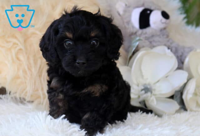 Black and tan Cavapoo puppy with a soft wavy coat sitting on a fluffy white rug, framed by elegant white flowers and plush décor, featuring bright eyes and an irresistibly sweet expression. image