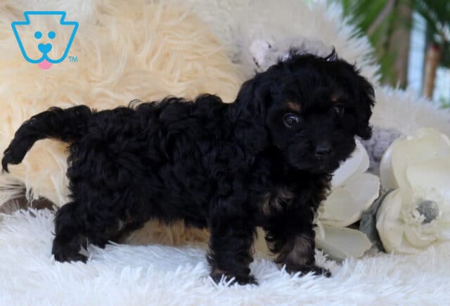 Black and tan Cavapoo puppy with a curly, fluffy coat standing on a plush white rug beside decorative white flowers, showcasing expressive eyes and a charming teddy bear appearance. image