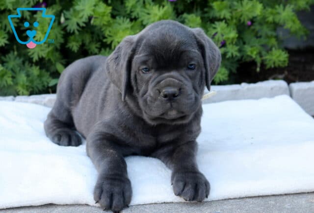 Wrinkles Corso image