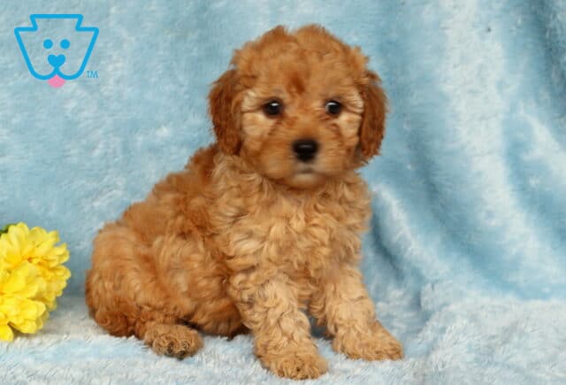 Ziggy Cavapoo image
