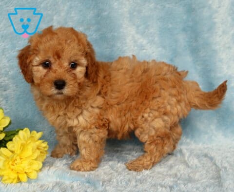 Ziggy Cavapoo2