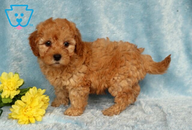 Ziggy Cavapoo2 image