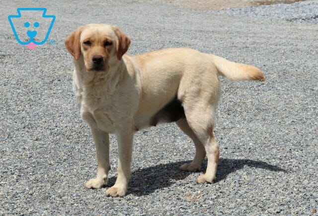 Ziggy Labrador Retriever Elmer & Linda Esh image
