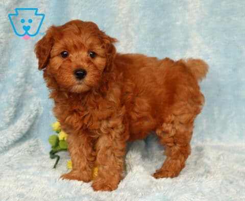Zipper Cavapoo