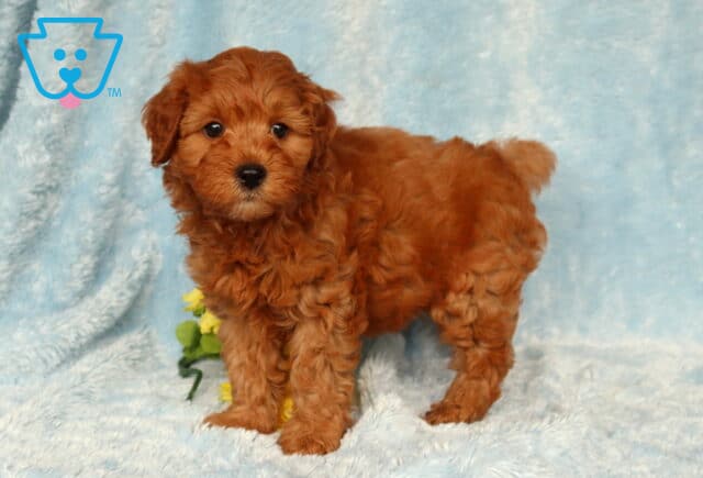 Zipper Cavapoo image