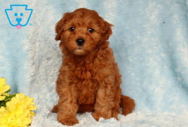 Zipper Cavapoo2 image