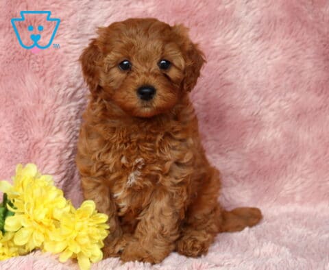 Zoey Cavapoo