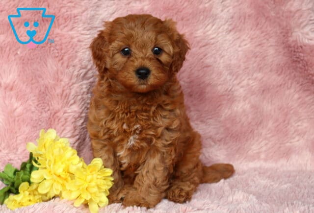 Tiny red Cavapoo puppy sitting on a soft pink blanket with curly fluffy fur, sweet round eyes, and yellow flowers nearby for an adorable studio-style portrait image