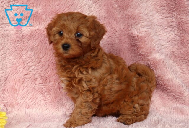 Curly red Cavapoo puppy sitting on a plush pink blanket with fluffy teddy bear fur, floppy ears, and bright expressive eyes beside yellow flowers image