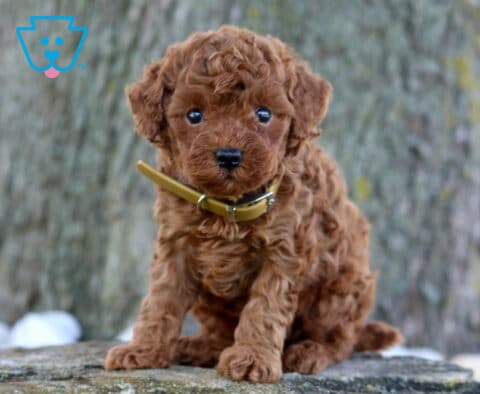 Zoey Mini Poodle
