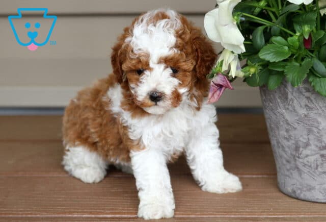 Zoey Mini Poodle image