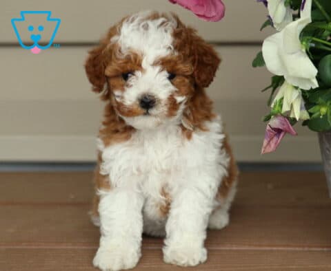 Zoey Mini Poodle2