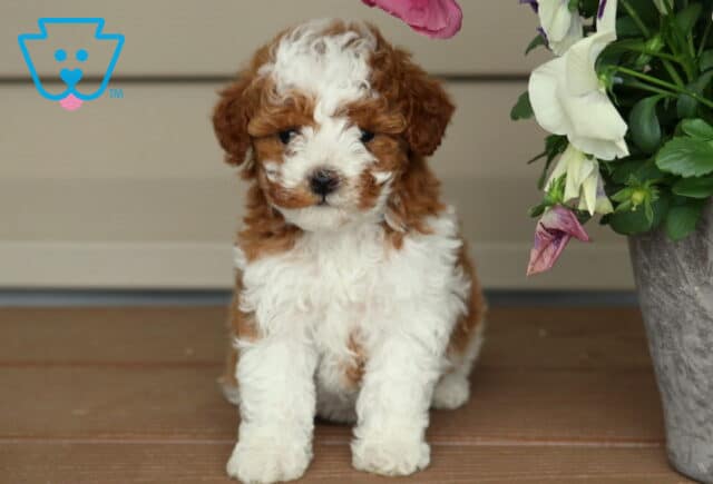 Zoey Mini Poodle2 image