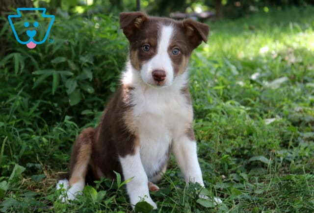 Abby Border Collie Mix image