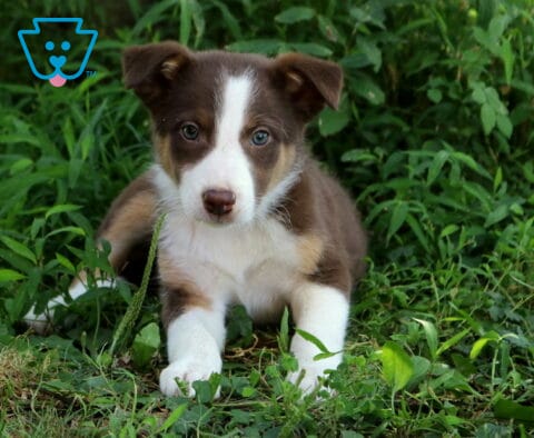 Abby Border Collie Mix2