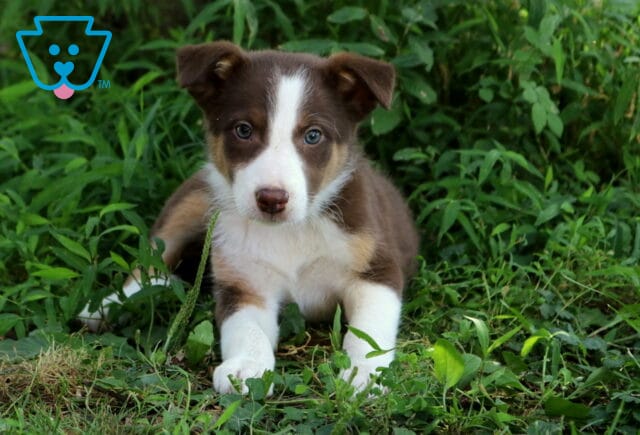 Abby Border Collie Mix2 image