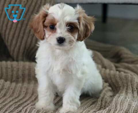 Abby Cavapoo