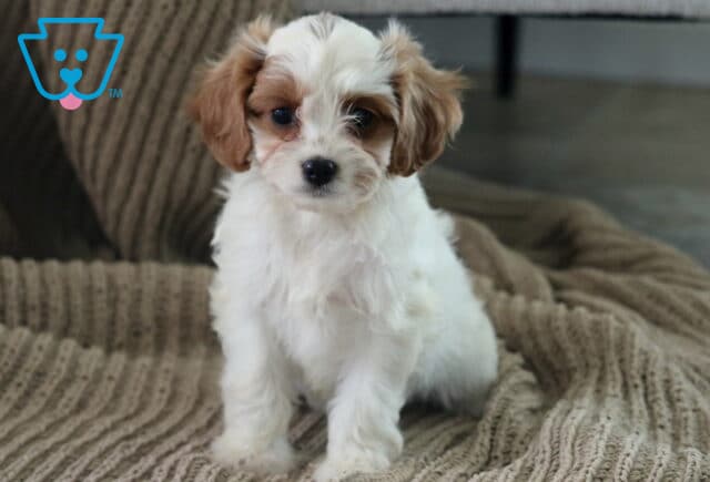Abby Cavapoo image