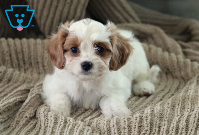 Abby Cavapoo2 image