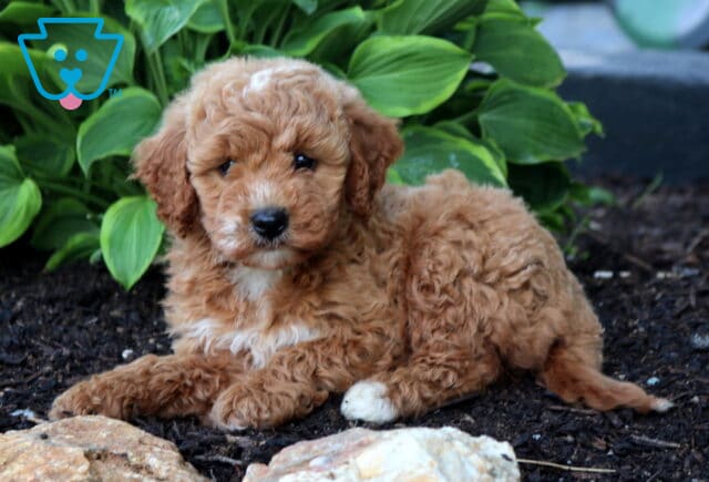 Abby Mini Goldendoodle image