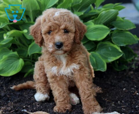 Abby Mini Goldendoodle2