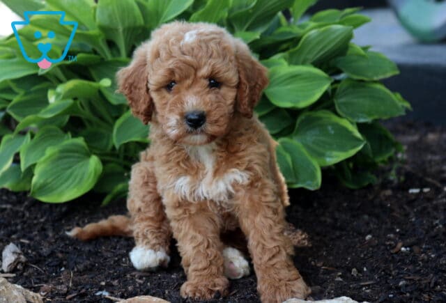 Abby Mini Goldendoodle2 image