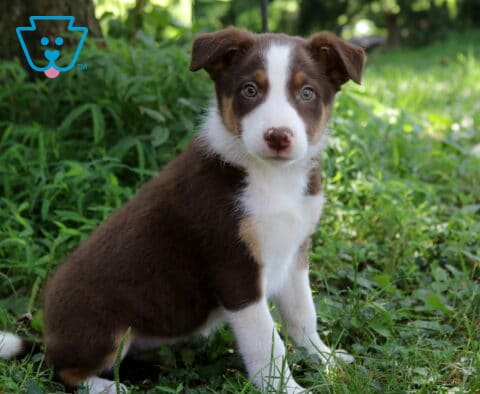 Ace Border Collie Mix