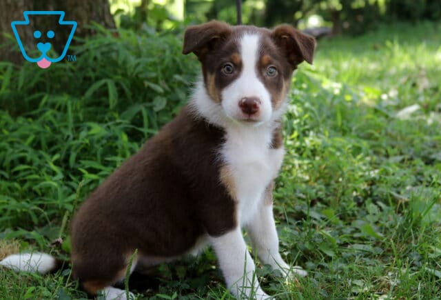 Ace Border Collie Mix image