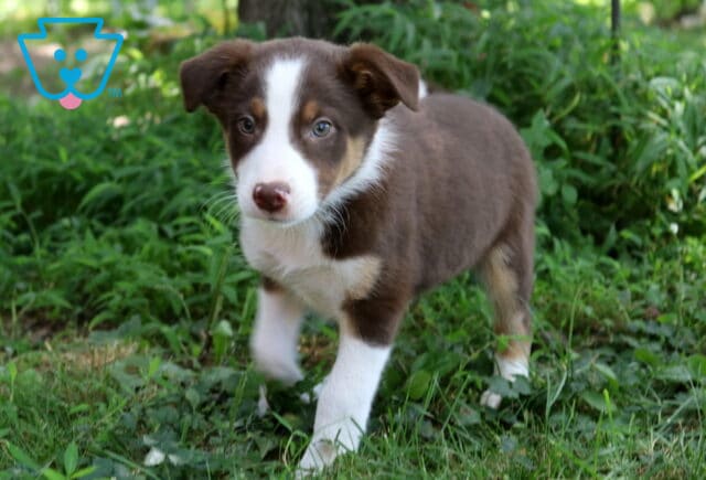 Ace Border Collie Mix2 image