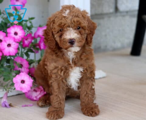 Addison Mini Poodle