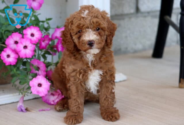 Addison Mini Poodle image
