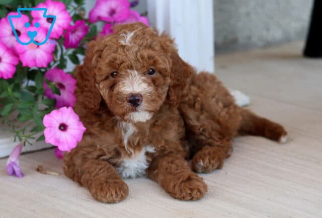 Addison Mini Poodle2 image