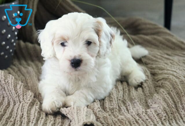 Adren Cavapoo image