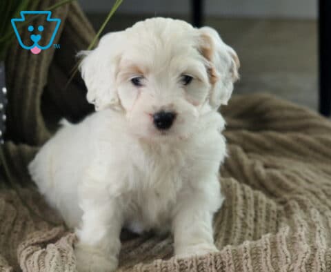 Adren Cavapoo2