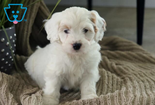 Adren Cavapoo2 image