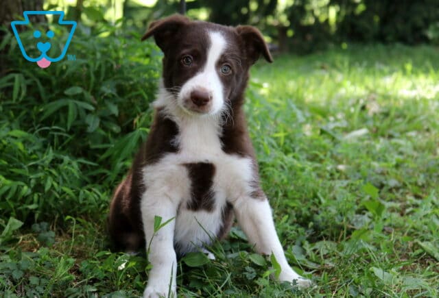 Alabama Border Collie Mix image