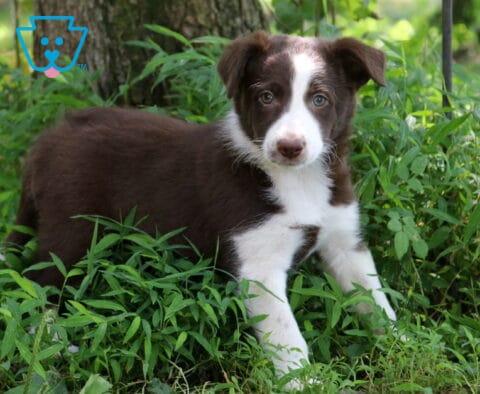 Alabama Border Collie Mix2