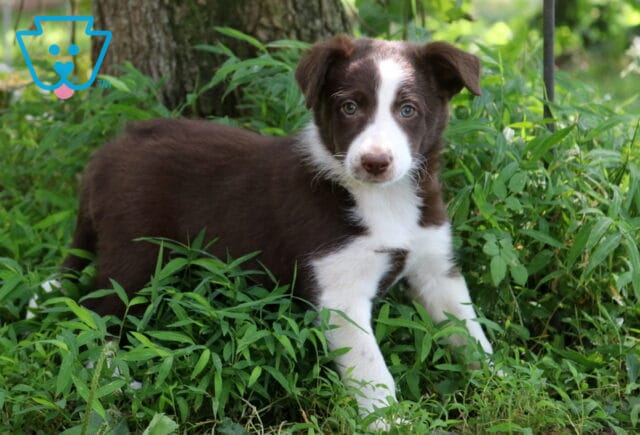 Alabama Border Collie Mix2 image