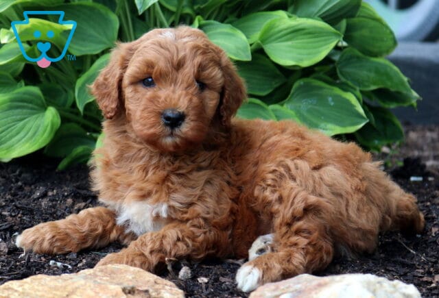 Albie Mini Goldendoodle image