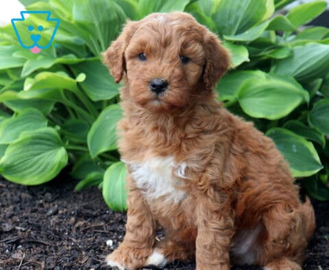 Albie Mini Goldendoodle2