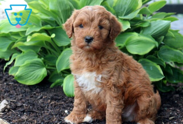 Albie Mini Goldendoodle2 image