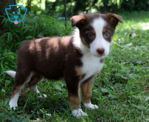 Alf Border Collie Mix