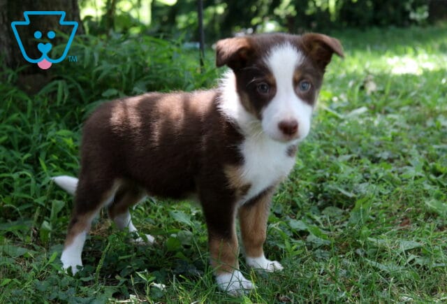 Alf Border Collie Mix image