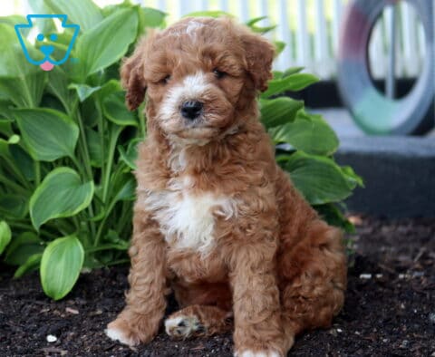 Alf Mini Goldendodole
