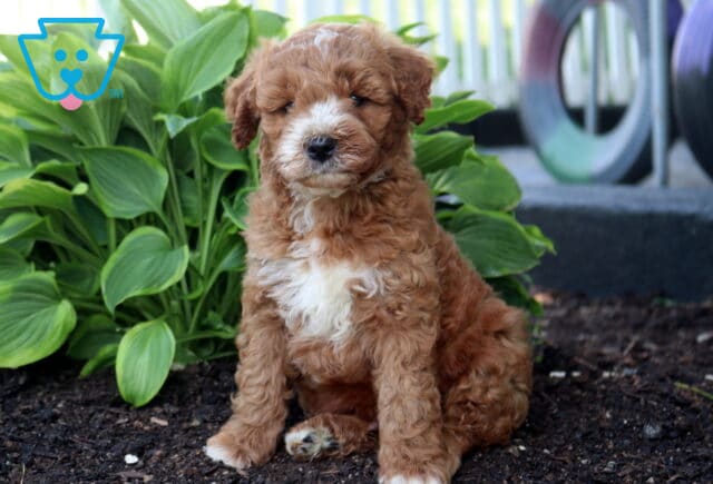 Alf Mini Goldendodole image